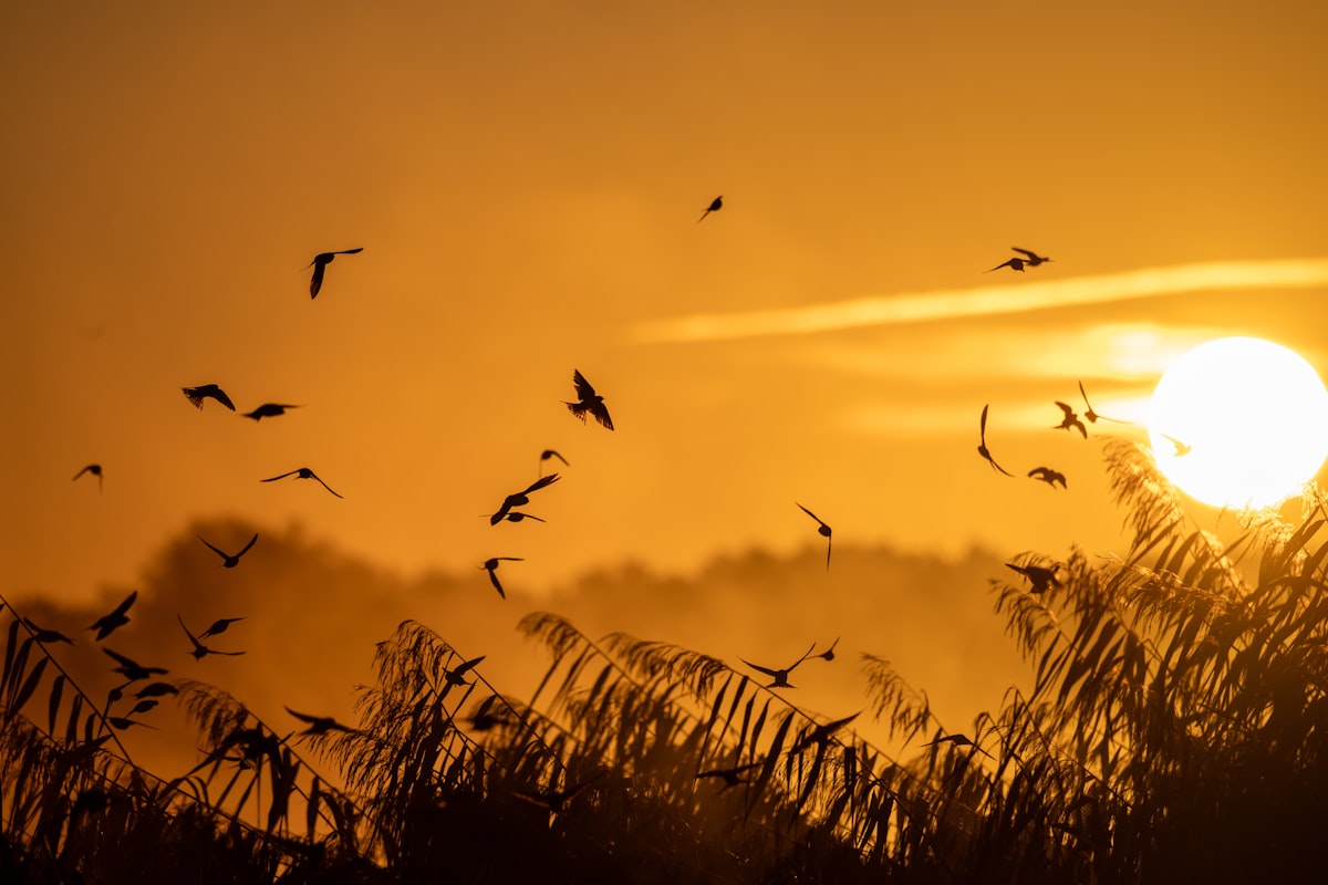 Golden sunset over the marshes